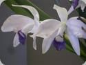 Cattleya perrinii coerulea x self